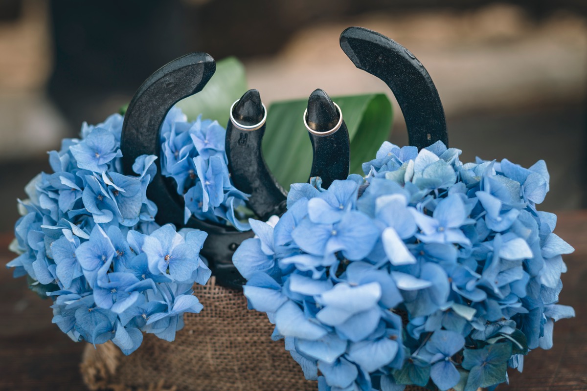 Alianzas en herraduras